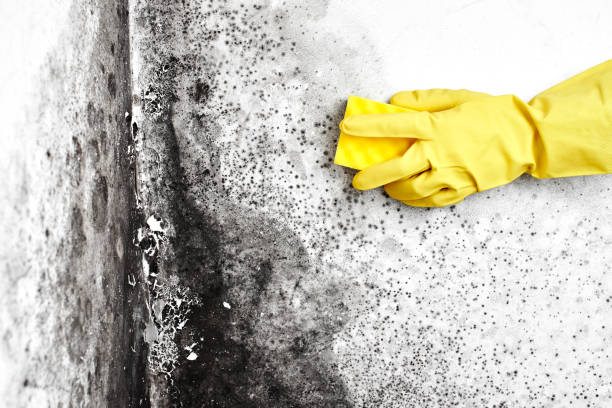 Trusted Fisher, IL Mold Removal Experts